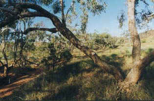 wildbudgie10