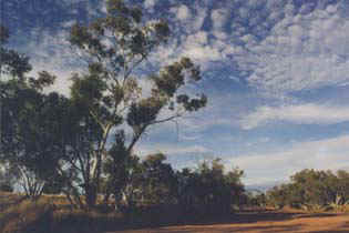 wildbudgie11