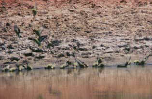 wildbudgie4