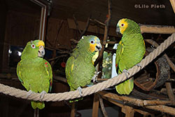 Amazonen