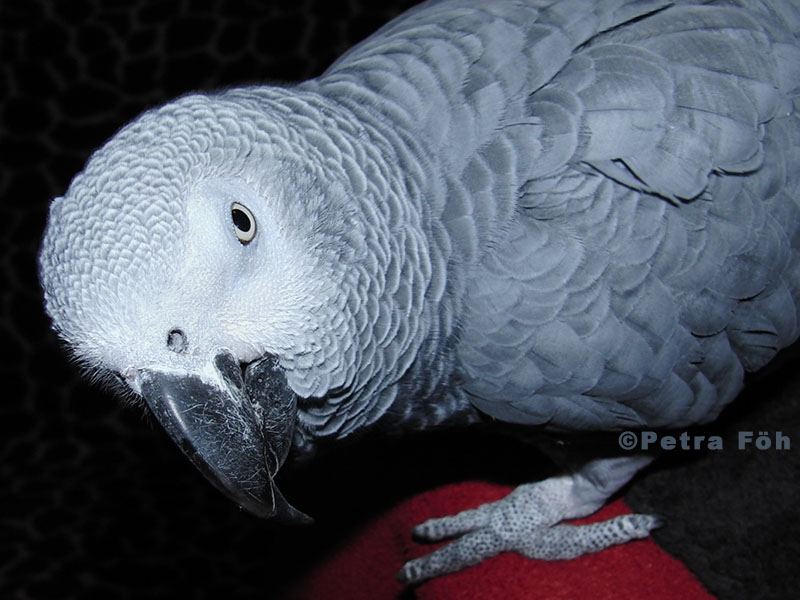 Graupapagei