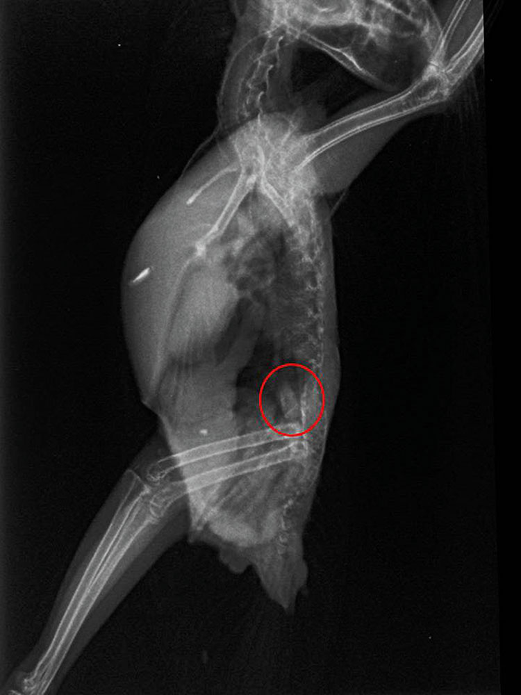Röntgenbild Kakadu mit Narben